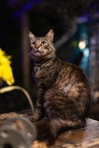 un gato sentado sobre una mesa en Altillo Valizas, en Barra de Valizas