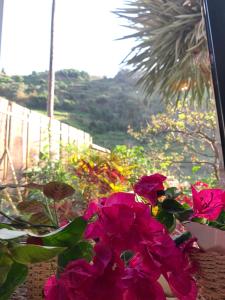 Zahrada ubytování Pico Paraiso Madeira