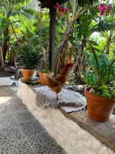 Zahrada ubytování Pico Paraiso Madeira