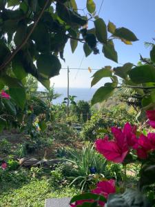 Zahrada ubytování Pico Paraiso Madeira