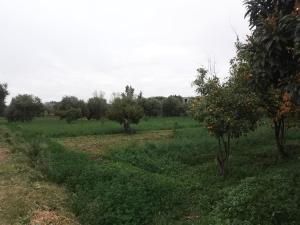 a field with orange trees and a dirt road at Ferme d'hôtes Pouvoir des Plantes in Ourika