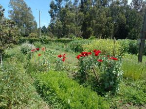 a garden with red flowers and weeds at La Posada del Colono in Puerto Clocker