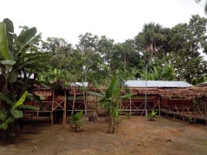 Gallery image of Amazon Golden Snake Lodge in Santa Teresa