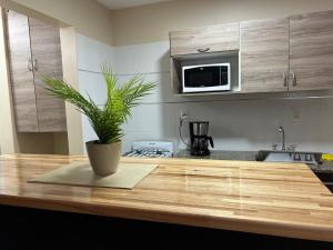 a kitchen with a potted plant sitting on a counter at Complejo Médanos in San Bernardo