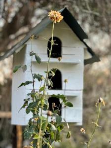 Green Acres Farm Cottage في Ritchie: زهرة أمام بيت الطيور البيضاء