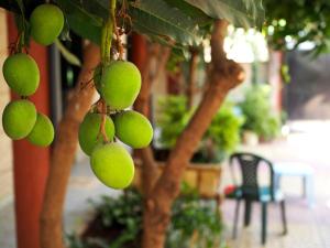 Ein Haufen grüner Früchte hängt von einem Baum in der Unterkunft Manuhie Backpackers Lodge in Bahir Dar