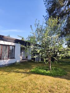 a white house with a tree in the yard at Honkatilat majoitus as 4 in Kajaani