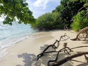 a monkey sitting on a beach near the water at SWIMS Maldives in Omadhoo