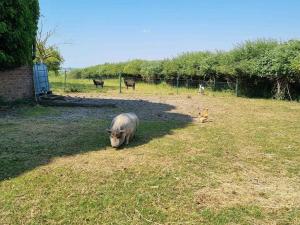 صورة لـ Gîte familial 2 chambres à Méteren - FR-1-510-229 في Météren +17 صورة