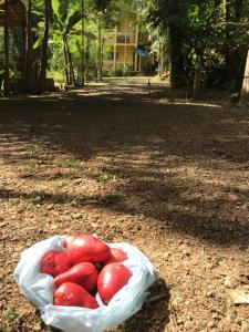 a bag of tomatoes sitting on the ground at Flat Boa Vista in Paraty