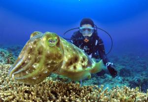 eine Person im Meer, die einen Fisch anschaut in der Unterkunft Green Island Ocean Rhythem dive B&B 綠島海韻民宿 in Green Island