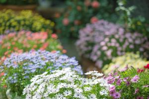 Vrt pred nastanitvijo Lijiang Hearing Flower Hall Garden Inn Butterfly Language Shop