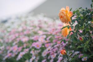 Vrt pred nastanitvijo Lijiang Hearing Flower Hall Garden Inn Butterfly Language Shop