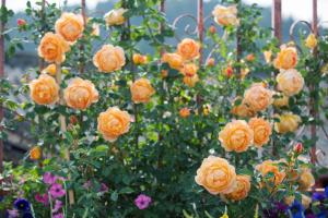 Vrt pred nastanitvijo Lijiang Hearing Flower Hall Garden Inn Butterfly Language Shop