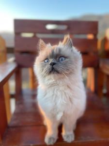 Gallery image of Dana rustic cabin-dana biosphere reserve- dana eco hotel in Dana