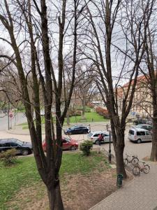 a group of trees in a park with parked cars at Apartament ANNA in Carei +2 photos