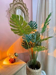 a plant in a vase next to a mirror at Casa Charm Falaise Monastir in Monastir