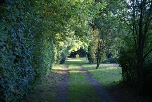 a tree lined path in the middle of a field at Dogwood Yurt in Rye