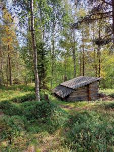 a log cabin in the middle of a forest at Villa Tammukka in Inari +8 photos