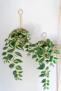 a green plant hanging on a wall at Anastasia's House in Ouranoupoli