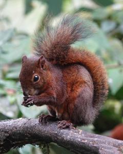 Fotografie z fotogalerie ubytování Complejo puma sacha las 7 cascadas v destinaci Quito