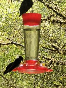 Fotografie z fotogalerie ubytování Complejo puma sacha las 7 cascadas v destinaci Quito