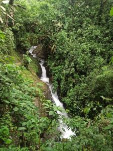 a stream in the middle of a forest at Complejo puma sacha las 7 cascadas in Quito +19 photos
