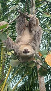 Animales en el departamento o alrededores