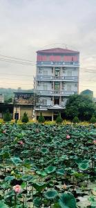 un gran edificio frente a un campo de nenúfares en Hòa Bình Hotel LC - by BAY LUXURY, en Cốc Lếu