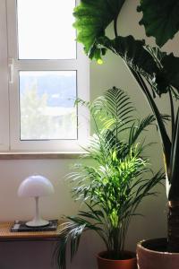a plant sitting on a table next to a window at Luxury Condo in Setúbal in Setúbal +19 photos
