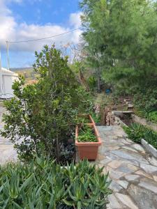 A garden outside Sounio Studio refurbished