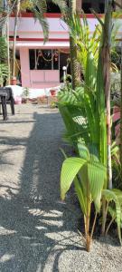 Rock View Palace Lighthouse Beach Resort في تريفاندروم: نخلة أمام المبنى