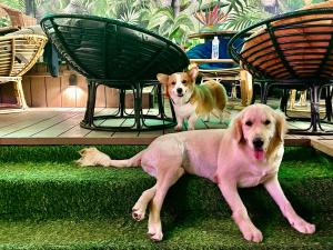 Domácí mazlíčci ubytovaní s hosty v ubytování Rom Casa Hostel Da Nang
