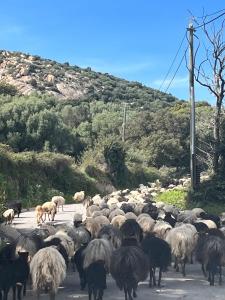 Billede fra billedgalleriet på Les Villas Maristella, Villa Crenu i Aregno