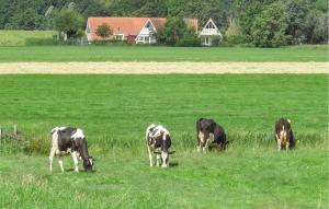 a group of cows grazing in a field of grass at 3 Bedroom Nice Home In Den Oever in Den Oever +9 photos