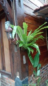 Afbeelding uit fotogalerij van Omah Jowo homestay in Adi Sutjipto