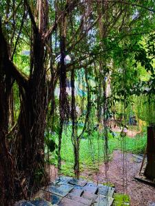a group of trees with a stone path in a park at Agora Field in Hikkaduwa