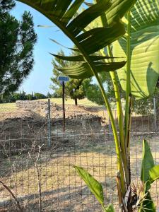Jardín al aire libre en Ancient Pydna Paradise