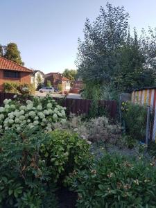 a garden with white flowers and a fence at Haus-Selma in Lüneburg +24 photos