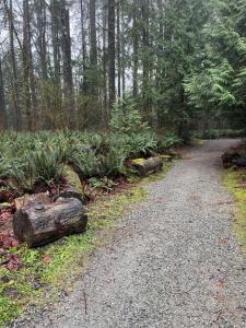 a dirt road in the middle of a forest at Place near the Coquitlam River Park in Coquitlam