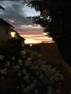 a bunch of white flowers in front of a sunset at Privatzimmer im 1 OG in einem Reihenhaus mit gemeinschaftlichen Zimmern in Heidelberg