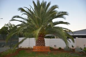 a palm tree with a bench in front of a fence at Blue Crane Guest House Bloemfontein in Bloemfontein +6 photos