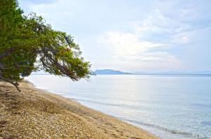 a beach with a tree and the water at Elia Apartments Sithonia in Elia