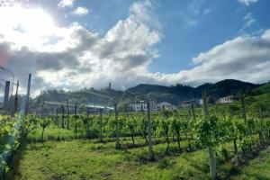 a vineyard with a bunch of vines on a hill at Green Nest in Farra di Soligo
