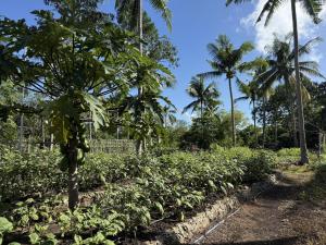 a field of crops with palm trees in the background at Shanti Farm Bamboo Cabin in Panglao Island