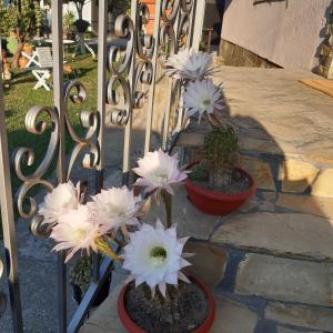 SurčinSurčin Grape Vine Apartments的相册照片