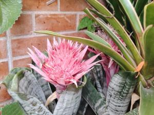 Fotografie z fotogalerie ubytování Casa y Flores v destinaci Baños