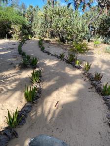 a path in the sand with plants and trees at Sandy Feet Retreat in Malindi