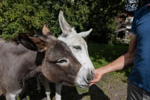 Loomad apartemendi aladel või selle läheduses