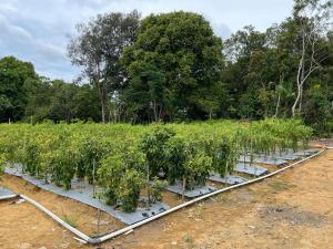 Gallery image of Cradle by the Sea in Pulau Sekerah